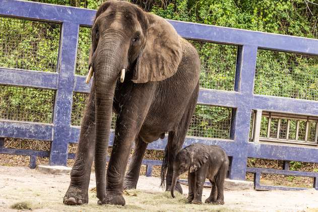 Video: registran el nacimiento de un elefante africano en Disney’s Animal Kingdom