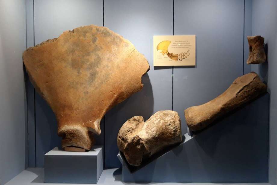 Restos fósiles del Museo Marítimo de Aturias en Luanco. / Universidad de Oviedo
