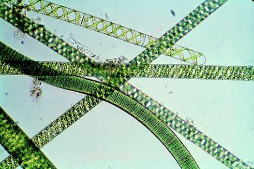 Filamentos de la espirulina, microalga que protagoniza el experimento, bajo el microscopio.  / Elser.m/Wikimedia Commons