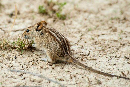 El ratón africano Rhabdomys pumilio (Kagalagadi, Botswana) fue uno de los modelos animales usado por Mallarino y su grupo.  / Cortesía.