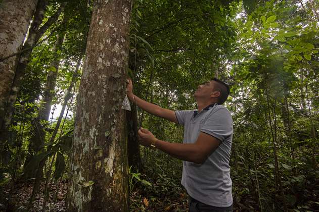 Pacto por la madera legal: una alianza para aprovechar sosteniblemente los bosques