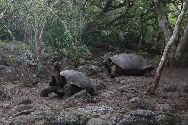 Casi 8.000 tortugas gigantes de Galápagos serían de una especie nueva
