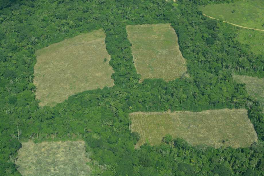 Según el Ministerio de Ambiente, el 47% de la madera que se vende en Colombia es ilegal. Es decir, cada año se comercializan 2,5 millones de metros cúbicos de manera ilícita. / Cortesía FCDS