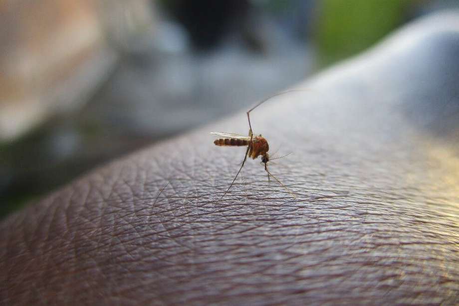 La Organización Mundial de la Salud calcula que la mitad de la población del mundo vive en zonas donde habitan los mosquitos Aedes aegypti y Aedes albopictus, que transmiten el virus.  / Pixabay