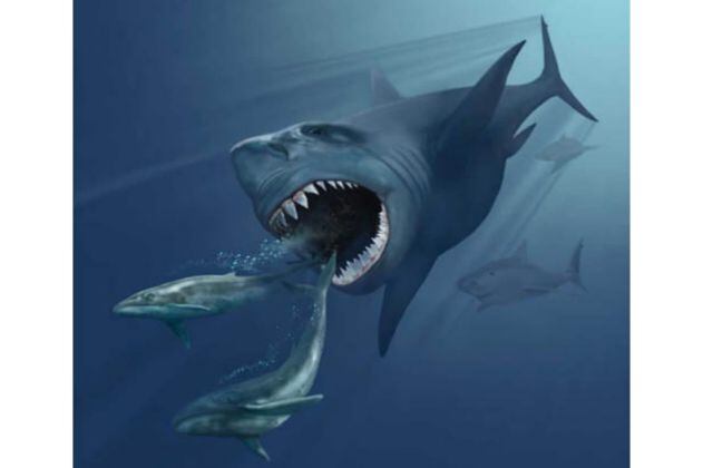 Un modelo 3D revela que el megalodón podía devorar presas del tamaño de una orca
