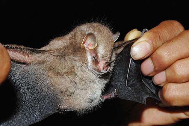 El estudio en murciélagos que revela los orígenes de la ecolocalización