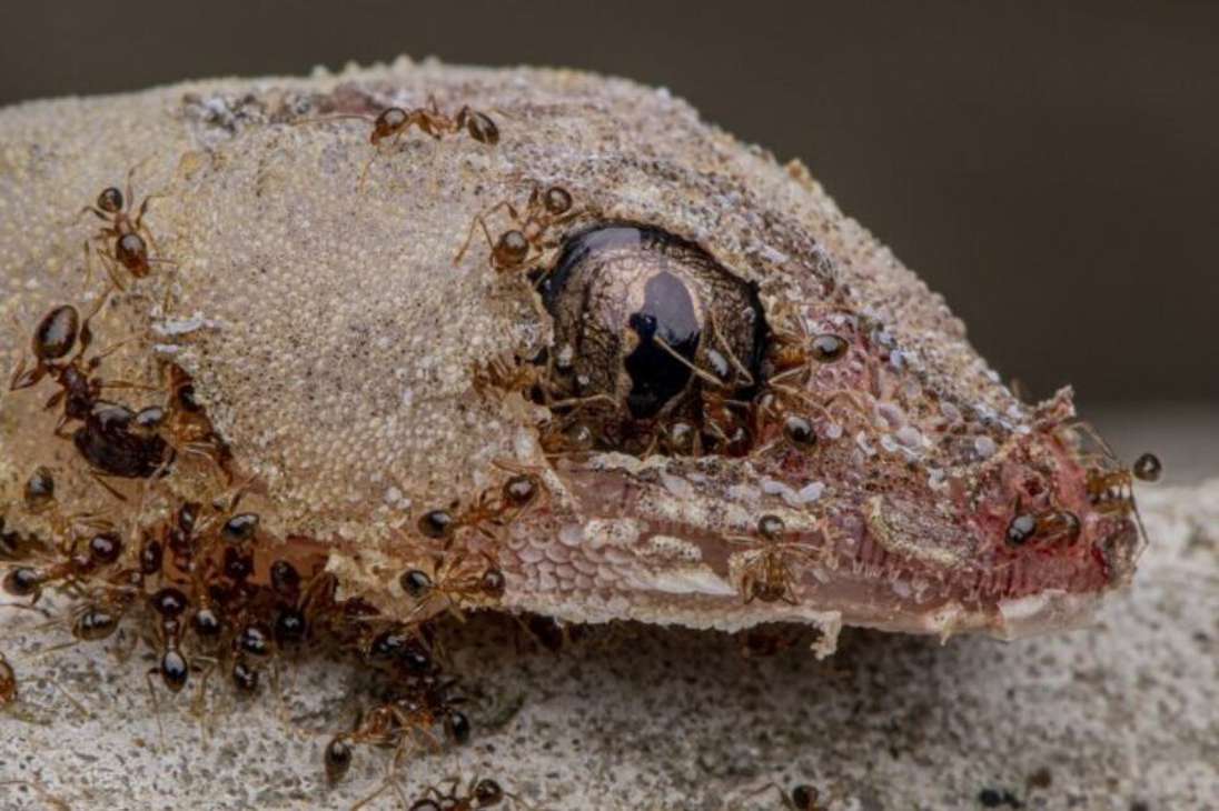 "Dos especies invasoras se cruzan cuando un ejército de hormigas rojas consume un geco doméstico", en la Florida, Estados Unidos.