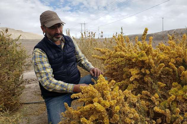 Un "desierto verde" contra el calentamiento global, el reto de científicos chilenos