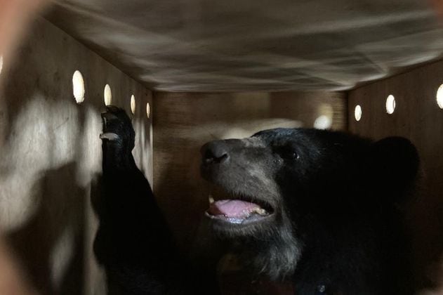 Pensilvania, la primera hembra de oso andino que será rastreada con un collar de telemetría GPS en Colombia