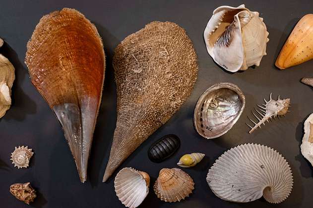 Así apareció una importante colección de conchas del siglo XVIII que se creía perdida