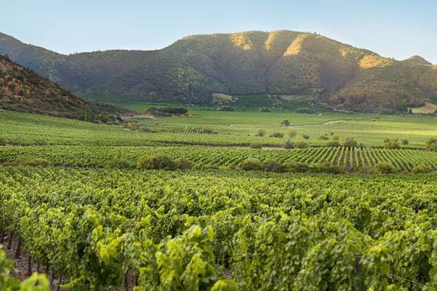 ¿Qué es la viticultura sostenible? Aquí te contamos todo sobre esta técnica