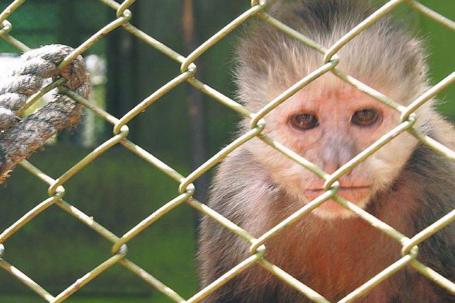 Este capuchino (también llamado mono cariblanco), en edad geriátrica, fue rescatado del cautiverio en una casa donde lo mantenían de mascota.