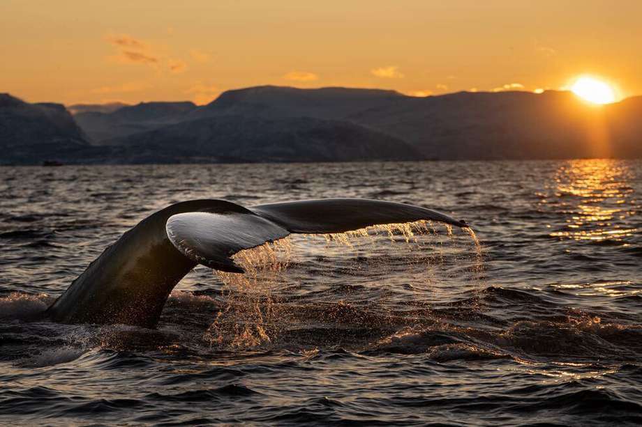 Más de 50 años después de que terminara la caza, los estudios locales, junto con estudios a gran escala y tendencias en los avistamientos de visitantes, parecen confirmar el regreso de las ballenas jorobadas. 