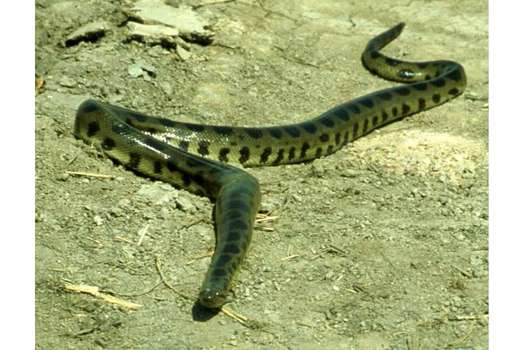 Tras 20 años, el ADN confirmó que la anaconda boliviana es, efectivamente, una especie de anaconda distinta a las otras.