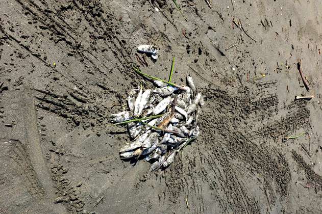 Preocupación en Timbiquí, Cauca, por mortandad masiva de peces