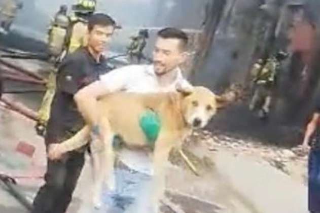 Hombre arriesgó su vida para salvar a un perrito del voraz incendio en Meissen