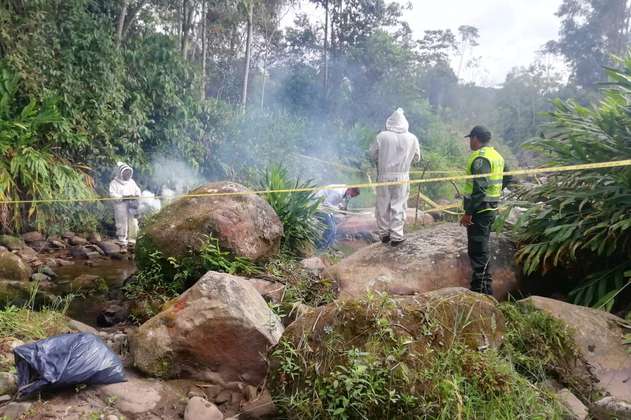 Menor de edad murió por ataque de abejas en San Bernardo, Cundinamarca