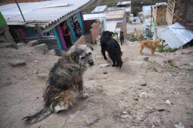 Bogotá: habitantes de calle podrán vacunar gratis a su mascota contra el moquillo