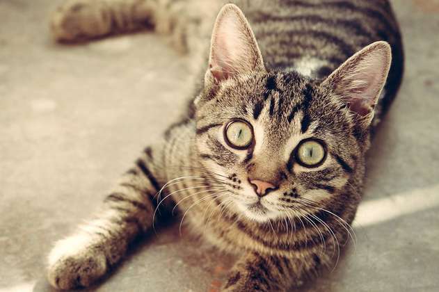 Gatos atigrados: curiosidades y características que no conocía de estos felinos