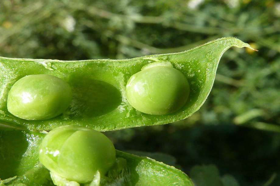 Plantas como Pisum sativum (arveja) serían capaces de tomar riesgos según investigadores de Israel e Inglaterra.  / Wikipedia. 