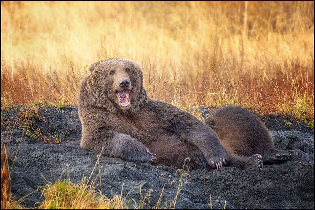 "Este oso pardo Kodiak bajó tranquilamente por el lecho del río y se detuvo frente a mí", dice Wenona Suydam. Luego acomodó una cama para recostarse y, una vez estuvo cómodo, se acostó, se dio la vuelta y comenzó a sonreír, cuenta Suydam.