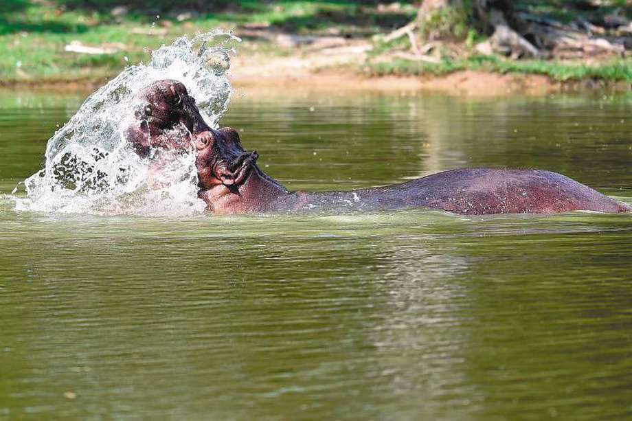 Los hipopótamos de Escobar en la Hacienda Nápoles. Un hipopótamo come 70 kilos de vegetación al día y vive unos 50 años.  / AFP / Raul ARBOLEDA
