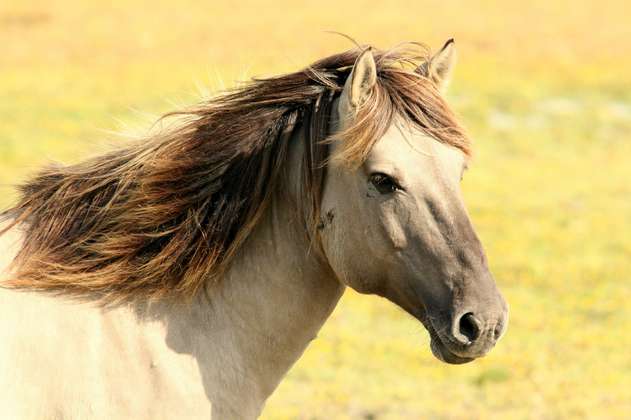 Así puede adoptar a uno de los 17 caballos “jubilados” en Zipaquirá