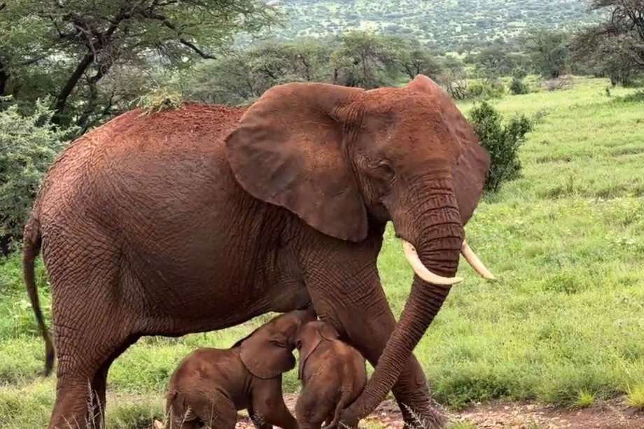 Imagen de los elefantes gemelos nacidos en Kenia.