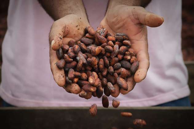 El cacao le gana terreno al café en el Eje cafetero