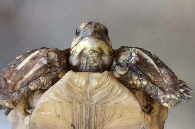 El cautiverio le deformó el caparazón a una tortuga morrocoy 