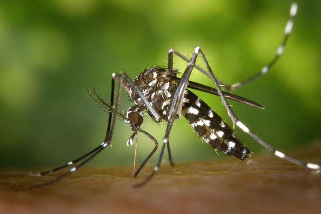 Identifican mosquitos tigre con mutación en ocho países de Europa
