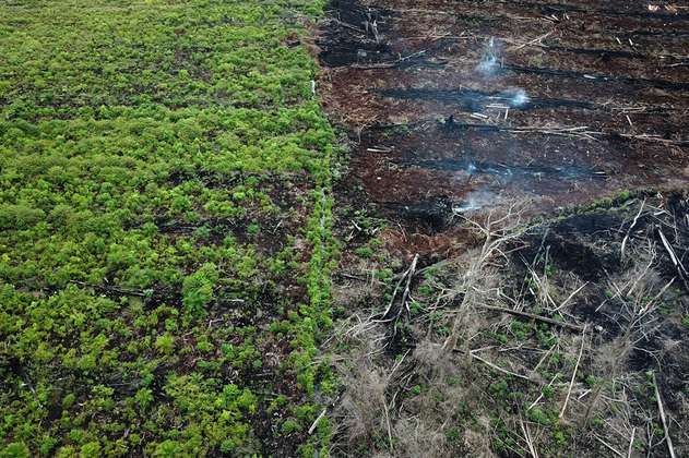 En las últimas tres décadas América Latina ha perdido el 15% de sus bosques