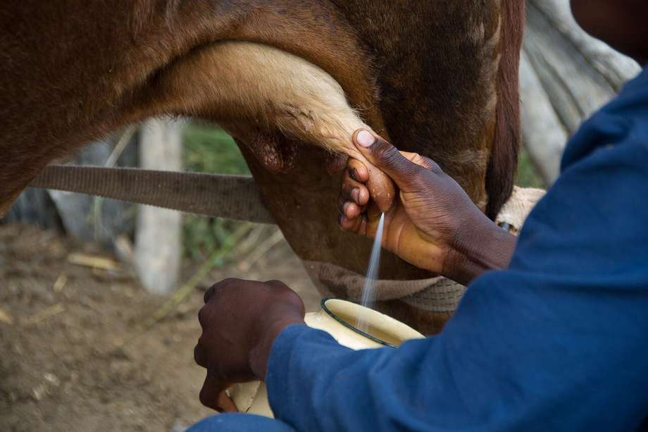 La producción de leche en una vaca puede incrementar de la mano de buenas prácticas.