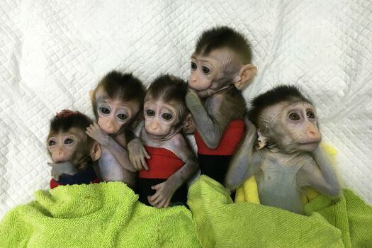 Imagen de los 5 monos clonados a partir de otro primate modificado genéticamente.  / AFP