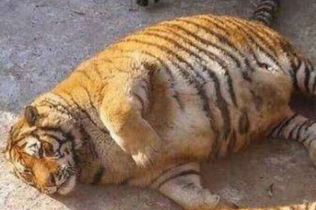  Tigres obesos, la nueva preocupación en China