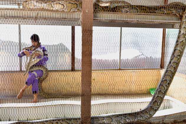 (Fotos) ¿Hay cobras y pitones en su casa? Llame al escuadrón antiserpiente de Birmania