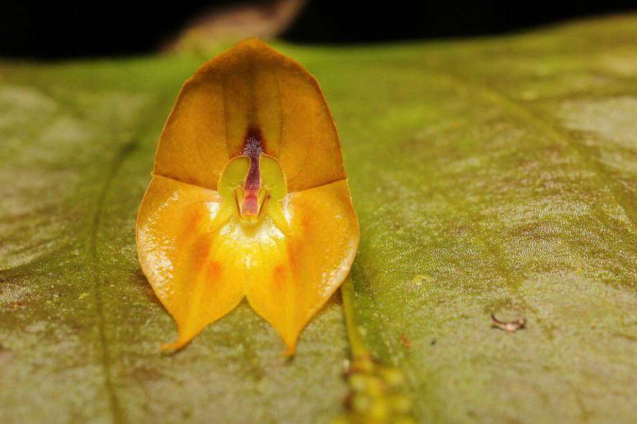 La tulcanensis tiene una flor que mide 2,5 centímetros y se destaca por sus colores que van del amarillo al anaranjado.