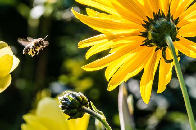 Así es como las abejas utilizan su memoria para navegar y regresar a su colmena