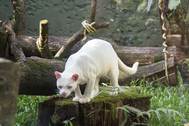 Los científicos están preocupados con el ocelote albino encontrado en Colombia