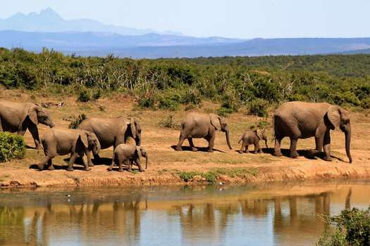 Se estima que en los últimos 22 años, más de 30.000 ejemplares han viajado hasta Botswana conviritiéndola en el hogar de una tercio de la especie que habita en África.  / Pixabay. 