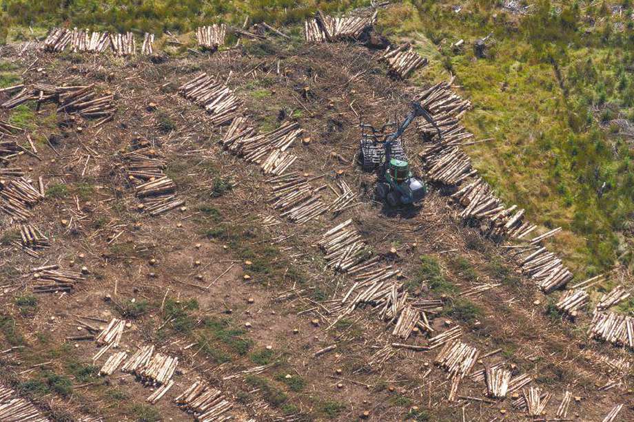 Esta norma busca que no se importen a Europa productos provenientes de áreas ilegalmente deforestadas desde el 31 de diciembre de 2020.