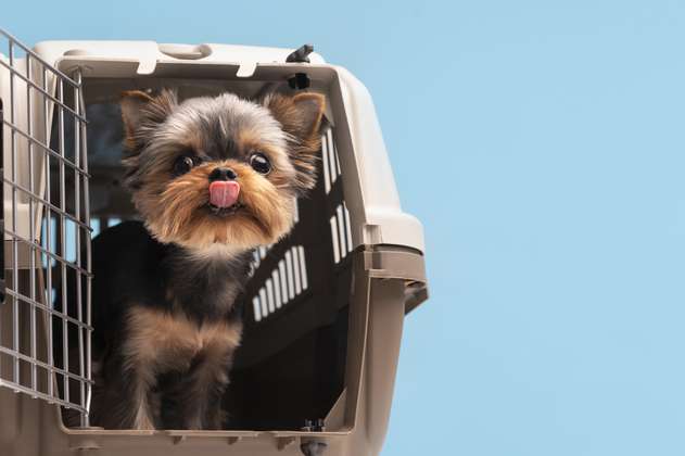 Empezó a operar la primera aerolínea que da prioridad a perros, ¿cómo funcionará?