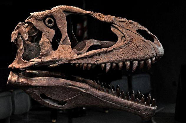 Descubren en Argentina especie de dinosaurio de enorme cabeza y pequeños brazos