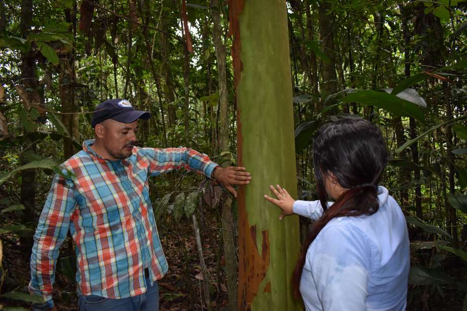 Proyecto de restauración de bosques en Cartagena del Chairá, Caquetá.