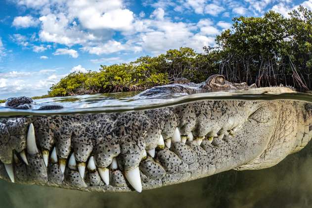 El relato del colombiano que logró sobrevivir al ataque de un cocodrilo en Florida