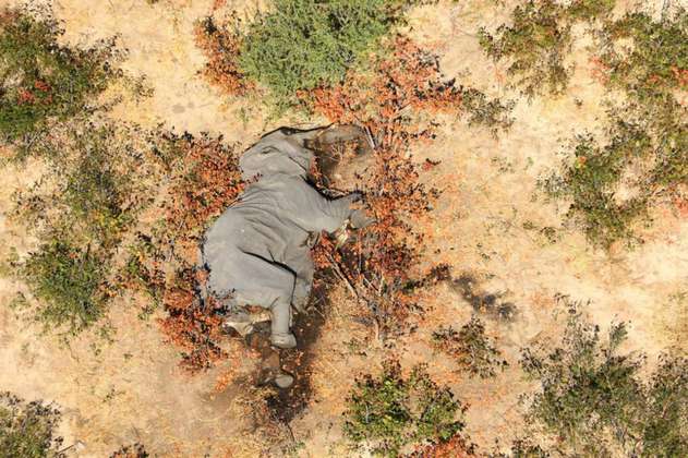 Toxinas naturales, la posible causa por la que murieron más de 350 elefantes en África
