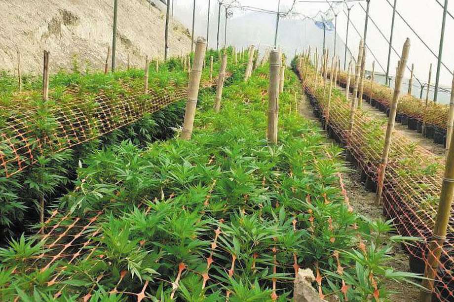 Bogotá Exporta +, la iniciativa que quiere internacionalizar el sector del cannabis