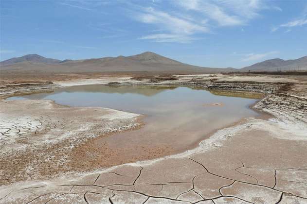 Identifican dos reptiles marinos jurásicos que vivieron en el desierto de Atacama