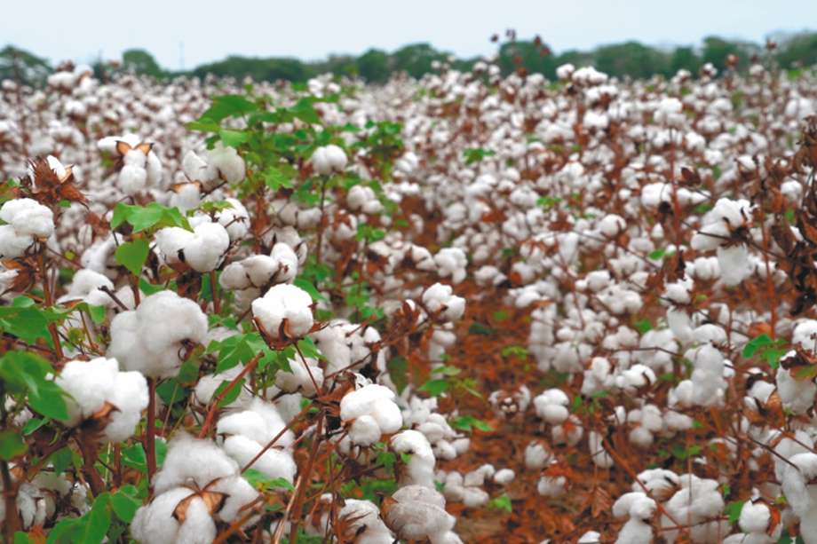 Cultivo de algodón en Cereté, Córdoba.