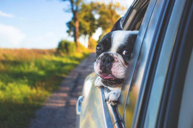 ¿Como cuidar tu perro al viajar en carro? Guía y recomendaciones